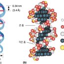 DNA 분자의 구조 및 크기 이미지