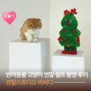 서구-37 | 인천 서구 렌탈스튜디오 비씨디ㅣ고양이 연말 셀프 촬영 후기