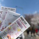 유한회사 푸드하임 | 여의도 봄꽃축제, 2025 여의도 벚꽃 만개 이번 주가 절정