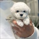 마리켄넬 네이버블로그