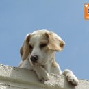 스마트독까페 이미지