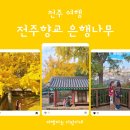 능주향교 은행나무 | 전주 여행_단풍 명소 전주향교 은행나무 2025년 실시간 방문 후기