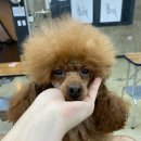 웨스트민스터포항애견미용학원