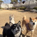 놀러오개 애견유치원 애견호텔 동산점 | 댕댕이가 꿈꾸는 행복: 고양시애견유치원 놀러오개 동산점 체험기