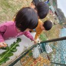 다현이 어린이집 딸기농장체험 이미지