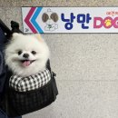 낭만 Dog 이미지