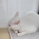 호텔이냥 이미지