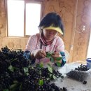 소림농장 이미지