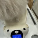 아빠손동물병원 이미지