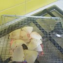 편스토랑 이정현 만능간장 따라하기~ 이미지