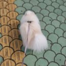 아로펫그루밍 이미지