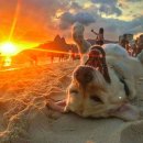 댕댕이라이프 이미지