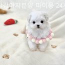부산강아지분양 마이뭉 24시 이미지