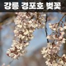 장군카인테리어 | 강릉 여행, 경포호 벚꽃길(세인트존스, 강릉 중앙시장, 강릉 짬뽕빵, 장군시오야끼,4월6일 벚꽃) 후기