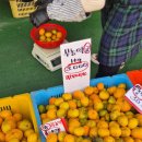 대정에너지 | 제주도 대정오일장 모슬포 장날·먹거리·가볼만한곳까지, 현지 감성 여행코스