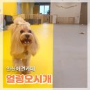 얼렁오시개 | 원곡동 안산애견카페 반려견없이 입장 가능한 얼렁오시개