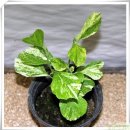 보우농장 이미지