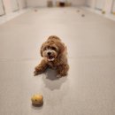 멍그니엘 이미지