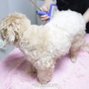 집에서도 간단히 반려견 미용 이미지