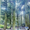 비온뒤 숲속약국 | 제주 힐링 여행의 필수코스, 사려니 숲길 남조로 비온뒤 산책코스 추천