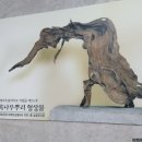 조록나무 뿌리 형상물 이미지