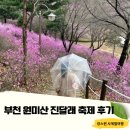 한샘약수터 | 부천 원미산진달래축제 개화상태 방문후기 주차