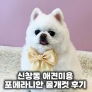 사랑피부미용 | 신창동 애견미용 13살 포메라니안 사랑이 물개컷 후기, 노령견 맞춤 미용 관리