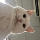 대동국수 이미지