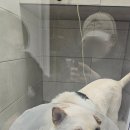 서구청사 내 동편 | 대전 월평동 청사 동물 메티컬센터 추천 / 내돈내산 수술후기 /11살 진돗개 스케일링 / 호흡마취