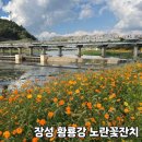 장성황룡강노란꽃잔치 축제장6 | 광주근교 장성 황룡강 꽃축제 &#39;장성황룡강 노란꽃잔치&#39;