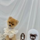 빵독 반려미용실 이미지