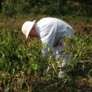 화광농장 이미지