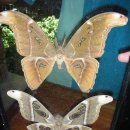 나비농장 이미지