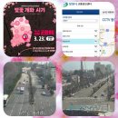 진해중앙고삼거리 | 2024 진해 군항제 벚꽃 축제 기본정보 및 일정 날씨 개화시기 언제 필까 만개