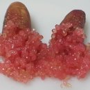 보라색라임 이미지