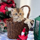 오독안심분양센터 강아지분양 고양이분양 대구점 이미지