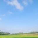 보이스팜드론방제 | 보리밭 드론 방제 후기｜ 깜부기병 방제와 영양제 살포