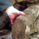 체질분석과 음식처방 이미지