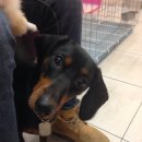 미니 & 바니 애견샵 이미지