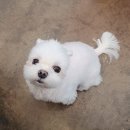 광주다온동물병원 | [광주]다온 동물병원ㅣ안과 치과 전문_스케일링 예약, 핵경화 진단_내돈내산