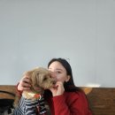 전주 객사 애견동반 카페 딜런에서 말티푸 단이와 소확행