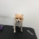 더 빛나개(The 빛나개) 이미지