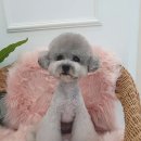 약지애견카페 서창점 이미지