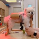 동물제중원금손이동물병원