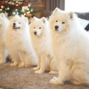 25시동물병원 이미지