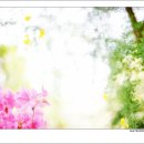 spring fever 이미지
