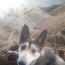 똥강아지 이미지