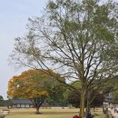 한우촌목장 | 내돈내산 해미읍성 맛집 점심엔 금송아지 한우촌 한우 갈비탕...