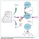 Re: Gluten sensitivity: from gut to brain.. LANCET NEUROLOGY 이미지