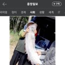 포항 해변서 조개줍다 2m 산갈치 잡았다…그것도 2마리였다 이미지